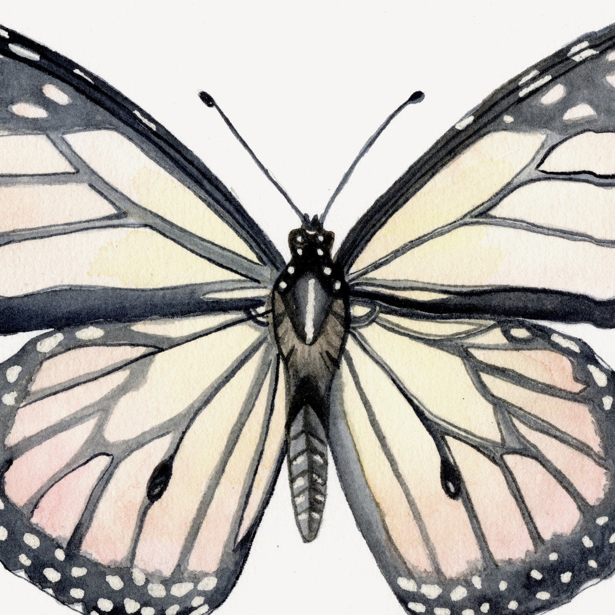 Detalle de la acuarela Mariposa