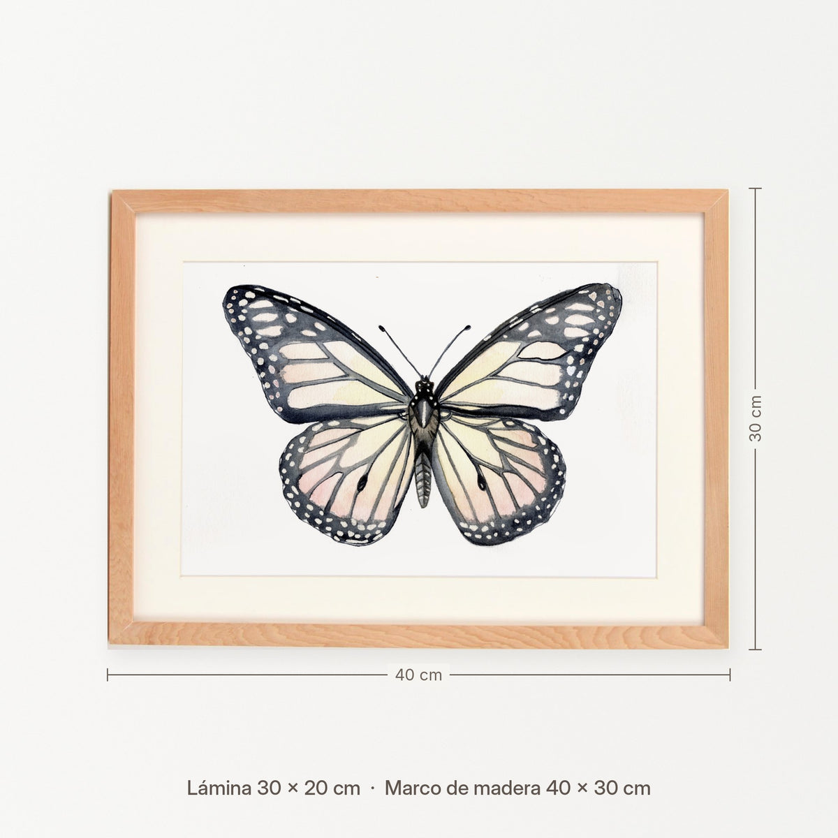 Medidas del cuadro Mariposa
