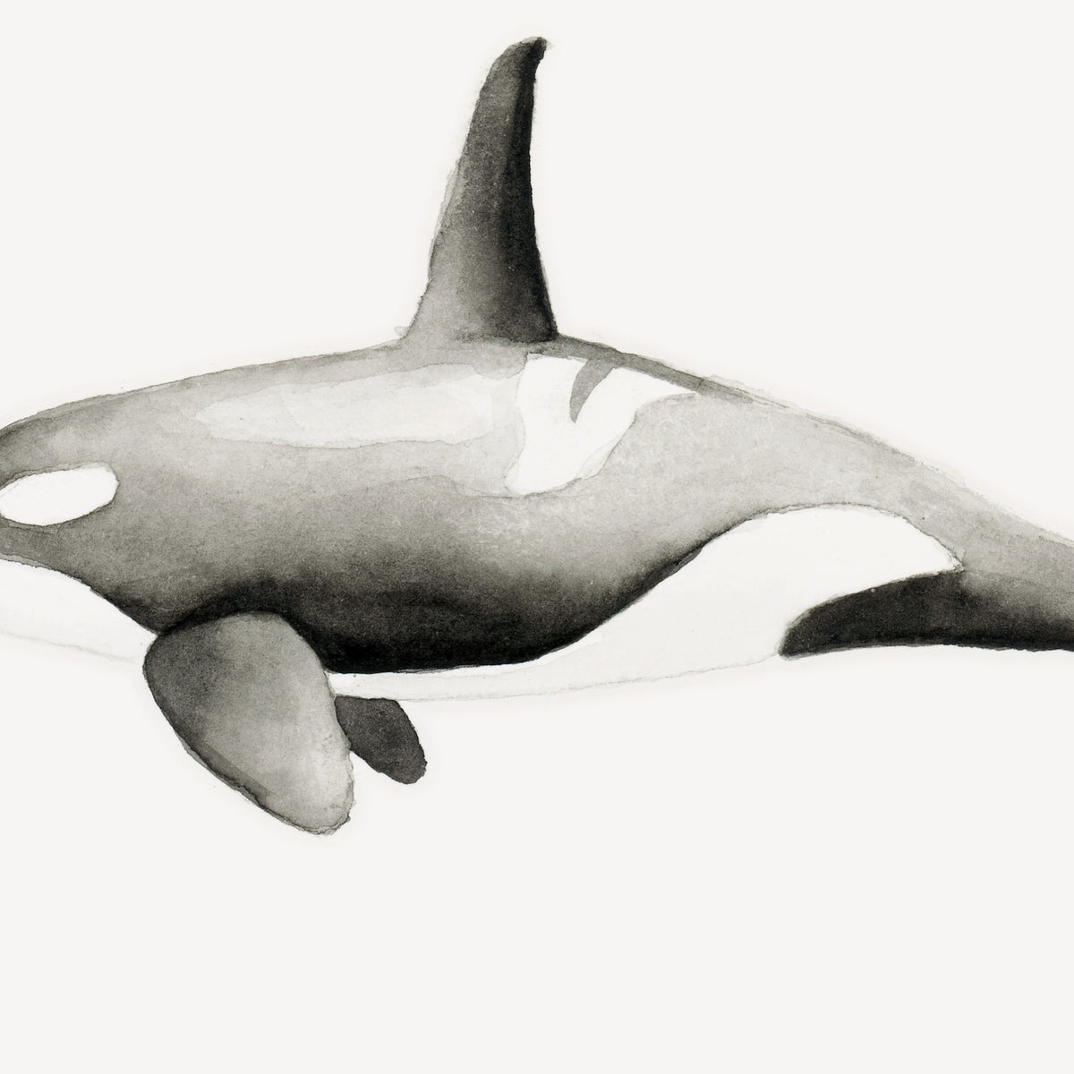 Cuadro Orca