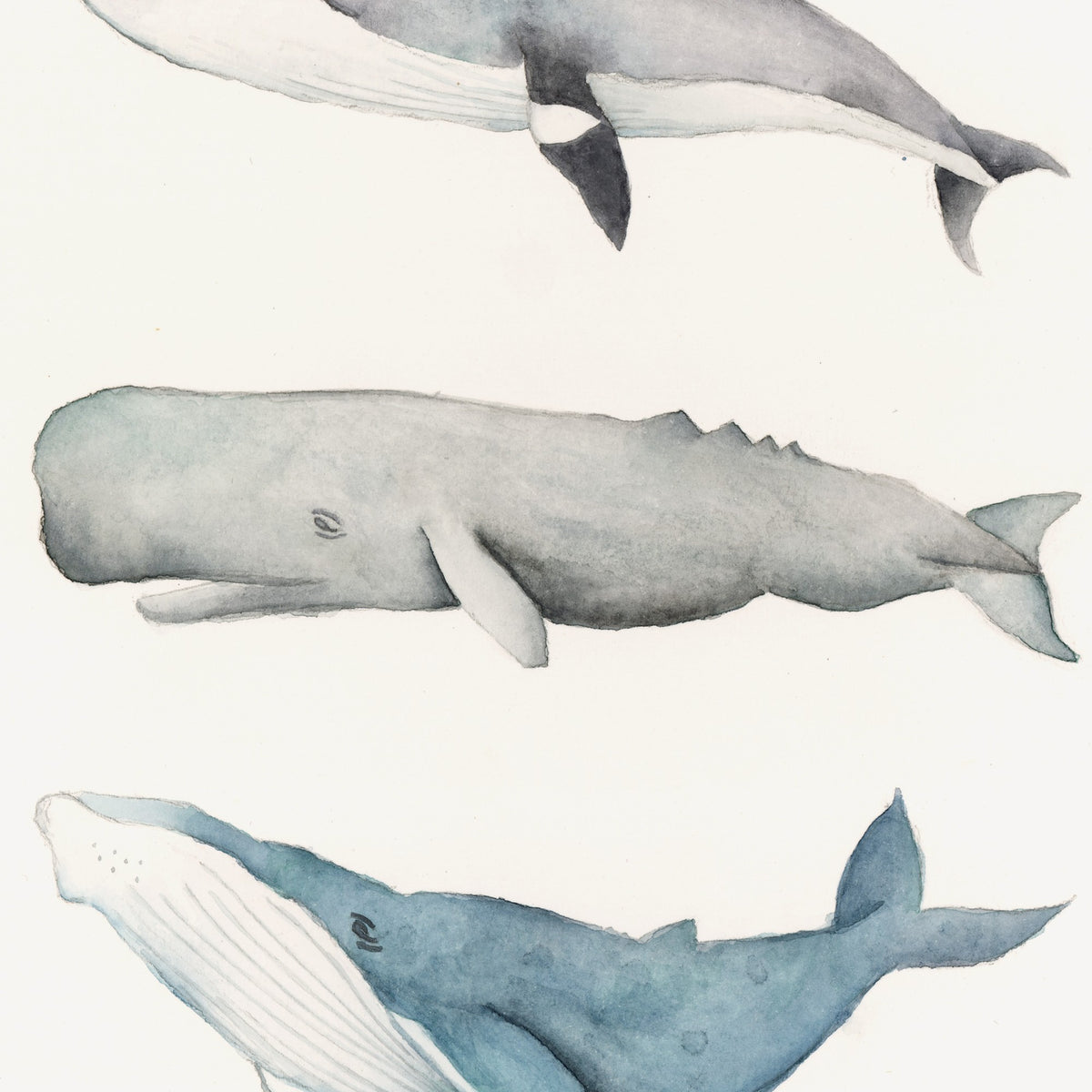 Detalle de la acuarela Tres ballenas